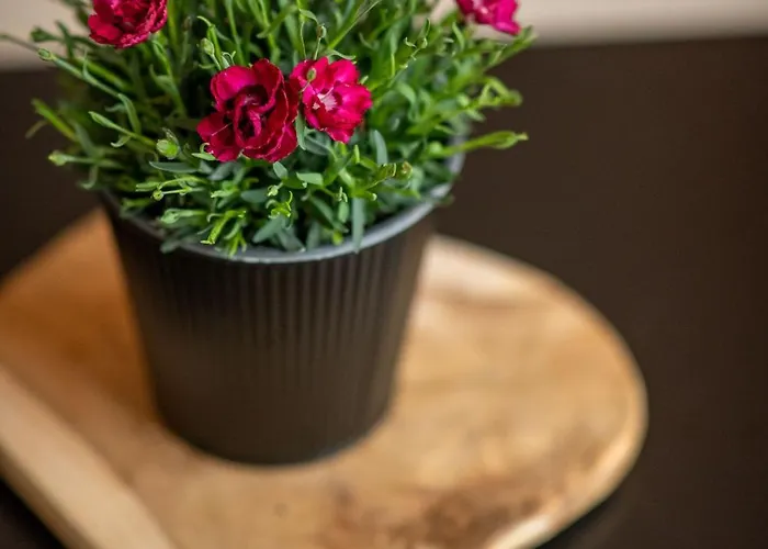 Auberge de jeunesse Stella Del Mare